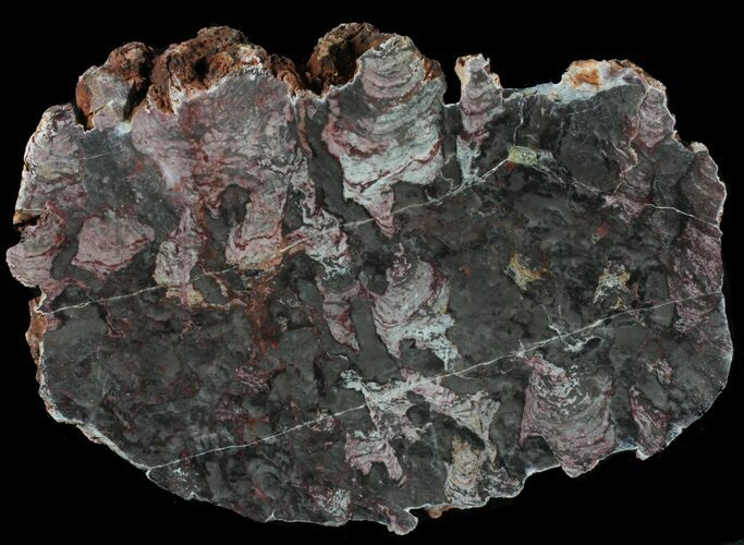 Polished Inzeria Stromatolite - Alice Springs, Australia #39055
